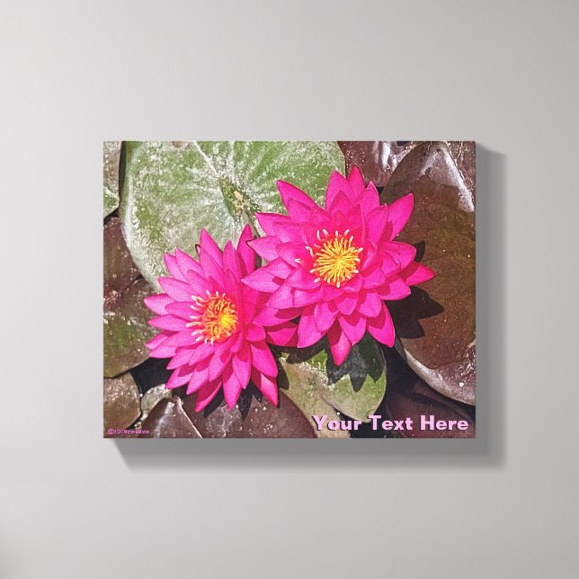 Two Pink Water Lilies Canvas Print (Front)
