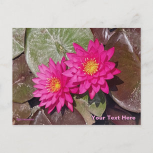 Two Pink Water Lilies Postcard