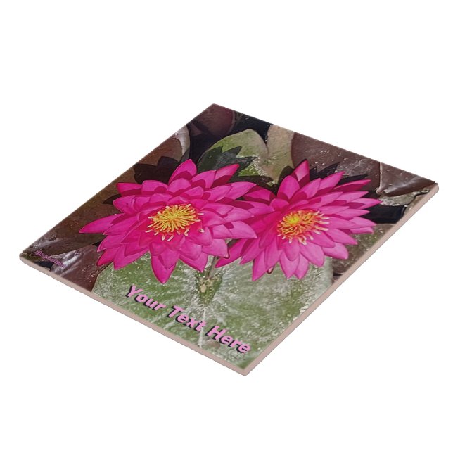Two Pink Water Lilies Tile (Side)