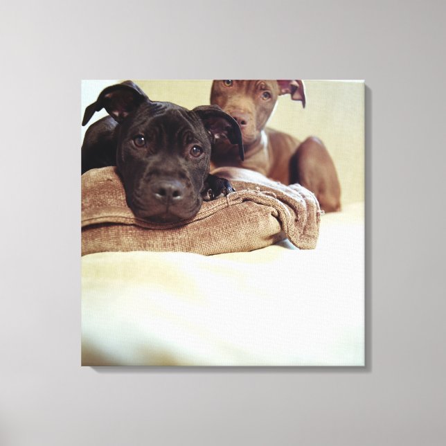 Two pit bull terriers sitting indoors, close-up canvas print (Front)