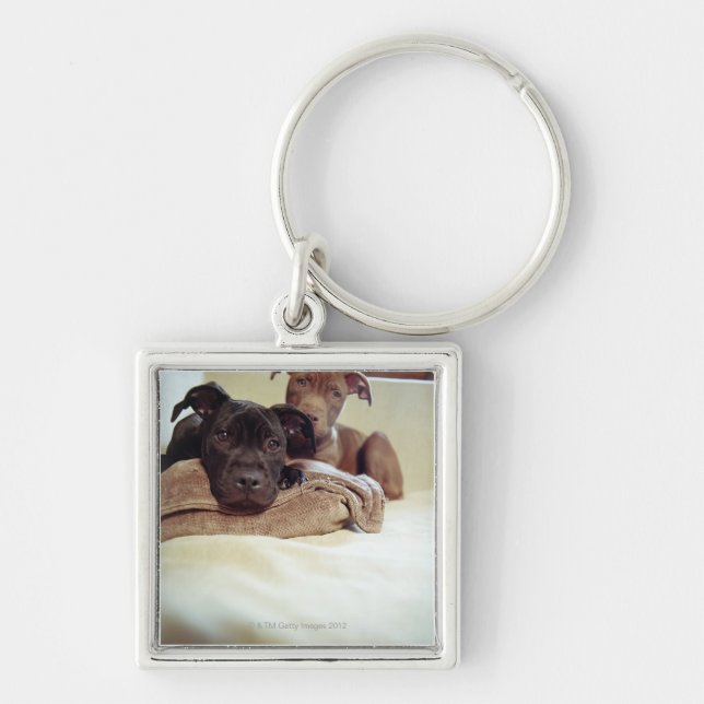 Two pit bull terriers sitting indoors, close-up key ring (Front)
