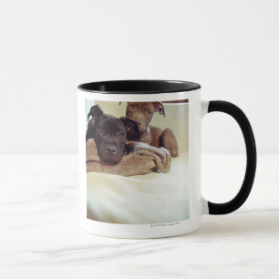 Two pit bull terriers sitting indoors, close-up mug