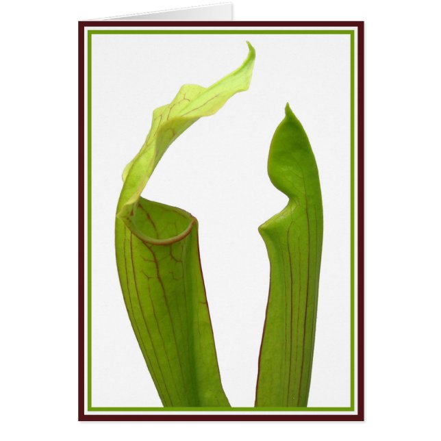 Two Pitcher Plants (Front)