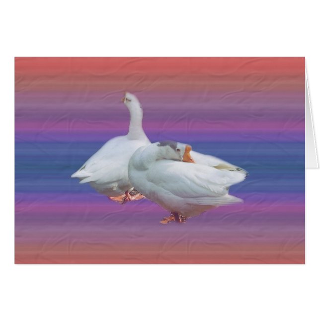 two playful white geese (Front Horizontal)