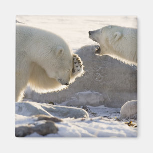 Two Polar Bears Magnet