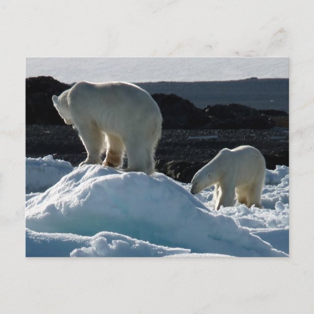 Two Polar bears Postcard (Front)