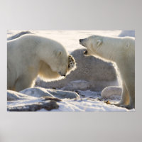 Two Polar Bears