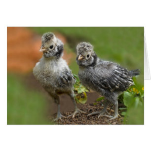 Two Polish Chicks - Cute Baby Chickens