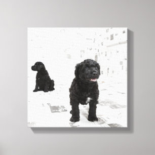 Two Portuguese Water Dog puppies in a room Canvas Print