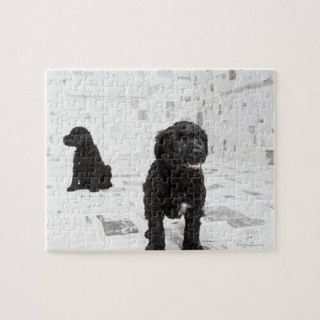 Two Portuguese Water Dog puppies in a room Jigsaw Puzzle (Horizontal)