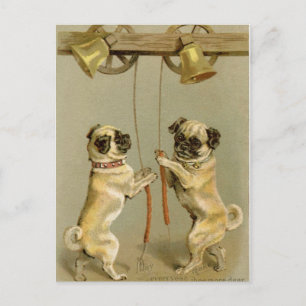 Two pug dogs ringing the Christmas bells Holiday Postcard