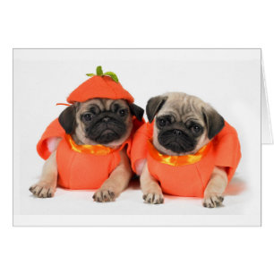 Two Pugs
