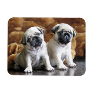 Two Pugs Magnet