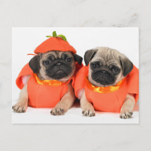 Two Pugs Postcard