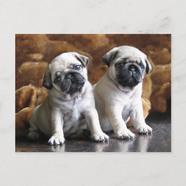 Two Pugs Postcard (Front)