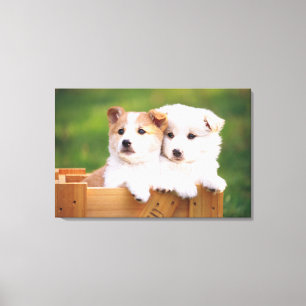 Two Puppies Canvas Print