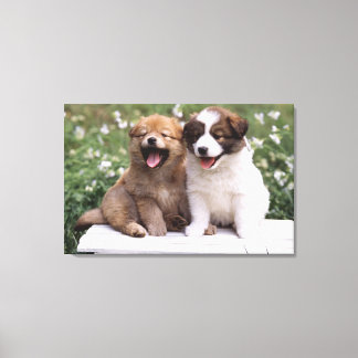 Two puppies sitting together canvas print