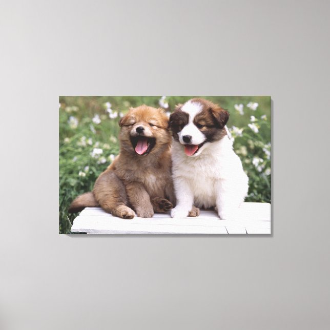 Two puppies sitting together canvas print (Front)