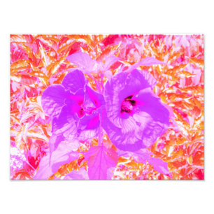 Two Purple and Hot Pink Plum Crazy Hibiscus on Red Photo Print