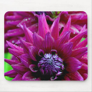 Two purple dahlias flowers in bloom mouse pad