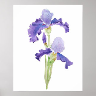 two purple irises ink and watercolor poster