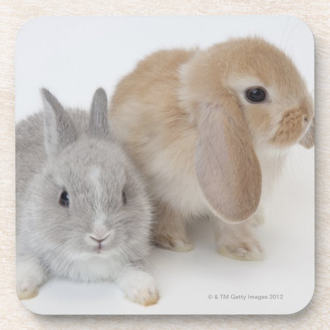 Two rabbits.Netherland Dwarf and Holland Lop. Coaster (Front)