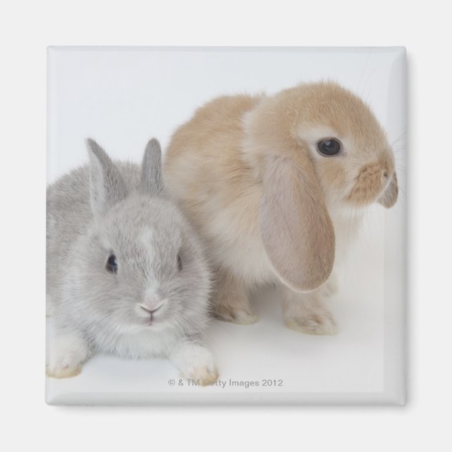 Two rabbits.Netherland Dwarf and Holland Lop. Magnet (Front)