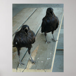 Two Ravens Cawing On a Bench Outside Poster