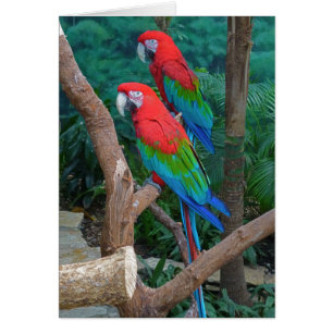 Two Red and Green Winged Macaws Ara Chloropterus