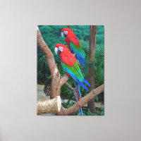 Two Red and Green Winged Macaws Ara Chloropterus