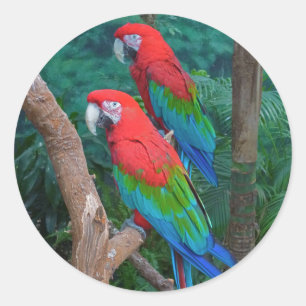 Two Red and Green Winged Macaws Ara Chloropterus Classic Round Sticker