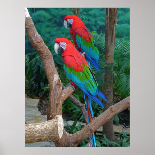 Two Red and Green Winged Macaws Ara Chloropterus Poster