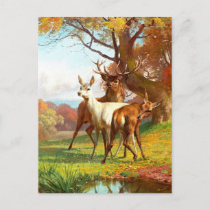 Two Red And White Deer The Forest Postcard