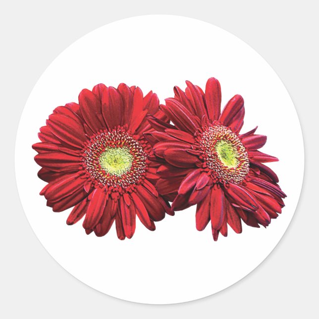 Two Red Daisies Classic Round Sticker (Front)