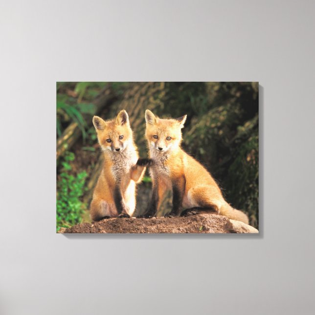 Two Red Fox Pups in Front of Their Den Canvas Print (Front)