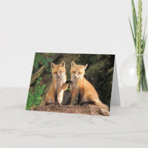 Two Red Fox Pups in Front of Their Den Card