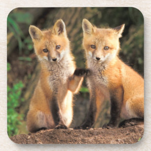 Two Red Fox Pups in Front of Their Den Coaster