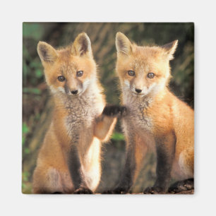 Two Red Fox Pups in Front of Their Den Magnet