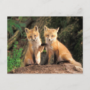 Two Red Fox Pups in Front of Their Den Postcard