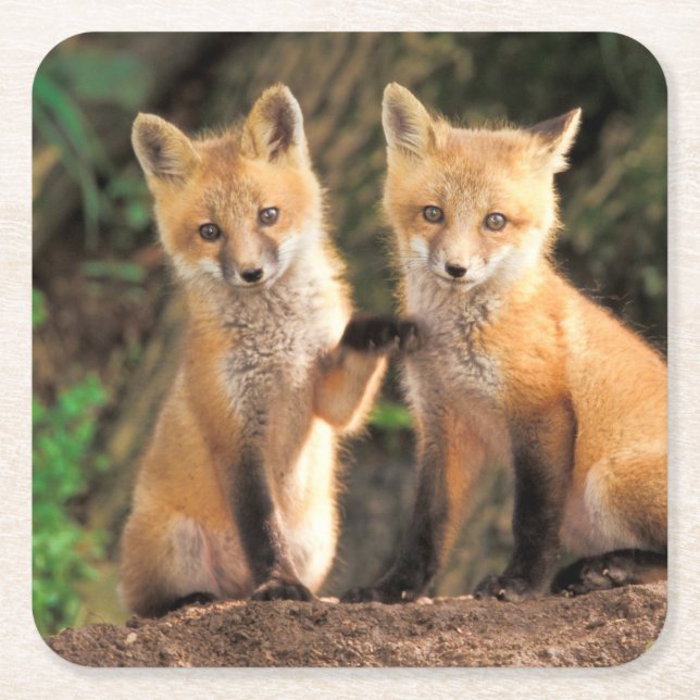 Two Red Fox Pups in Front of Their Den Square Paper Coaster (Front)