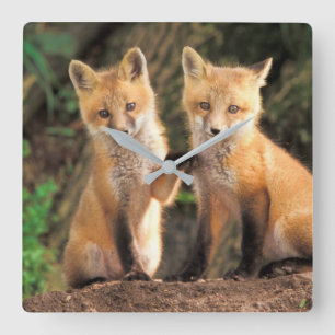 Two Red Fox Pups in Front of Their Den Square Wall Clock