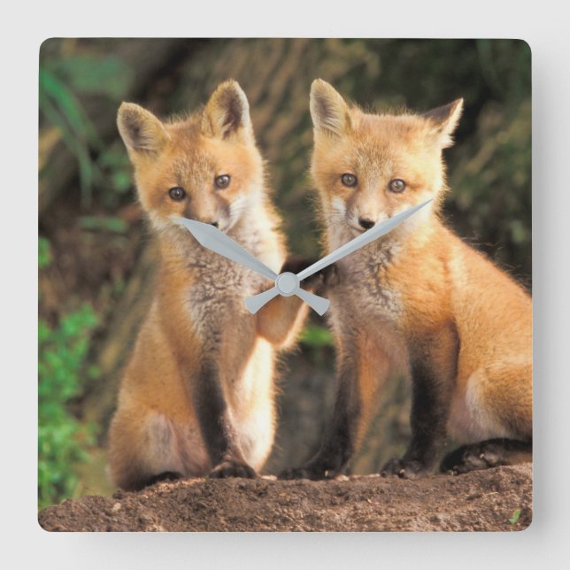 Two Red Fox Pups in Front of Their Den Square Wall Clock (Front)