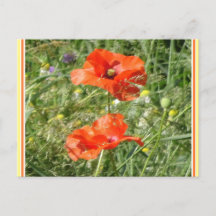 Two Red Poppies Wild Flowers DIY Postcard