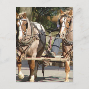 Two Red Roan Horses Postcard