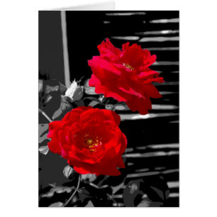 TWO RED ROSES