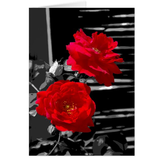 TWO RED ROSES (Front)