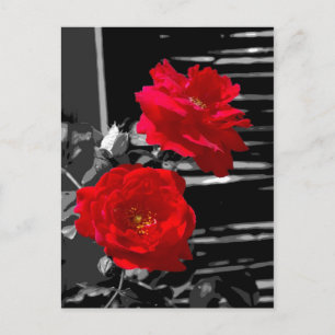 TWO RED ROSES POSTCARD