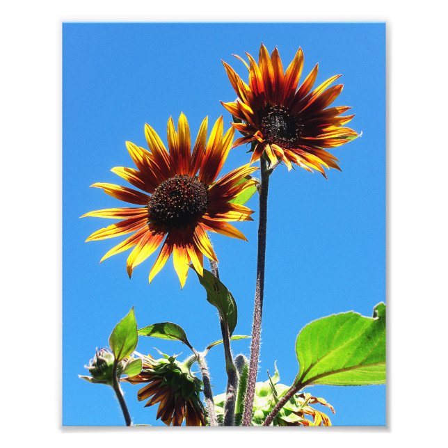 Two Red Sunflowers 8x10 Photo Print (Front)