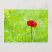 Two red tulip flowers