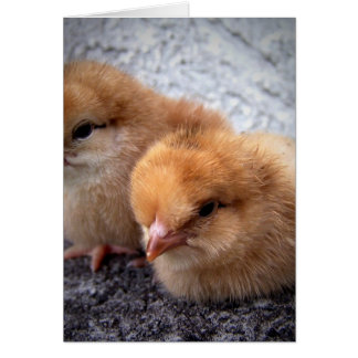two rhode island red chicks photo vignette